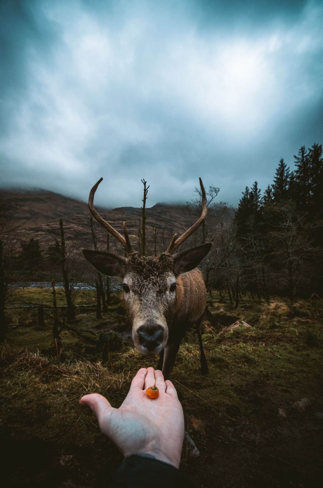 Deer being hand fed in misty woodland