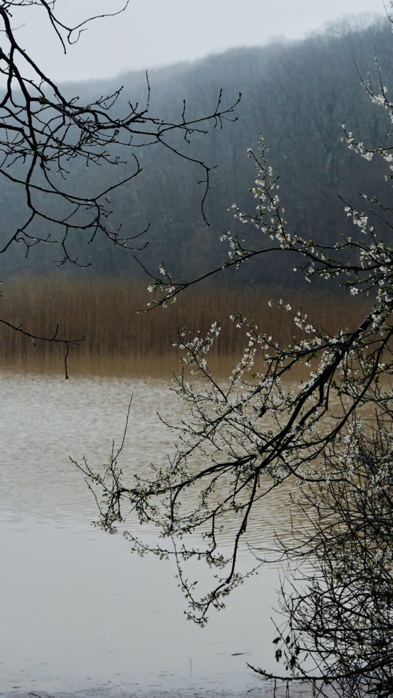 Spring lake scene with blossoming trees and mountains