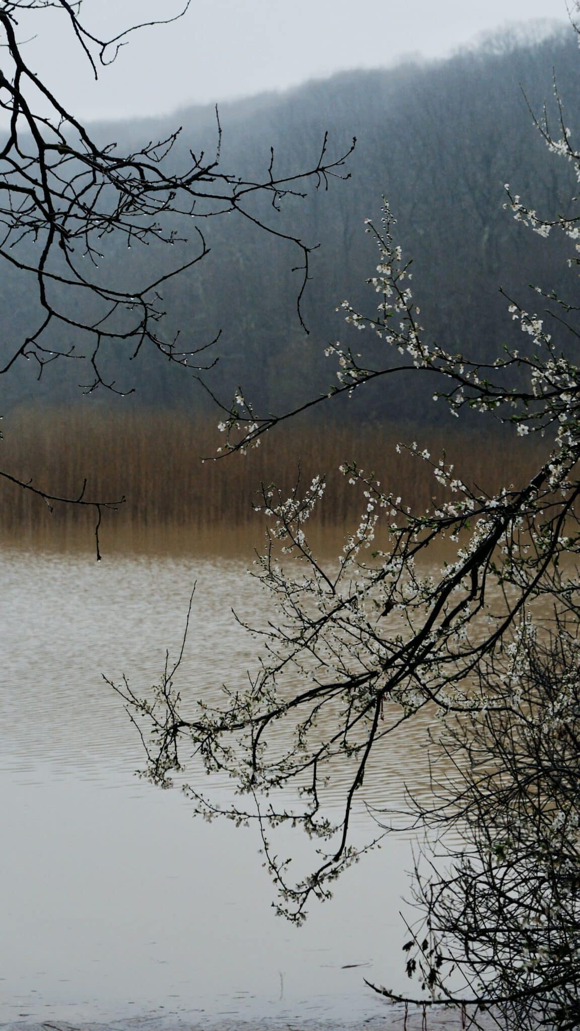 Spring lake scene with blossoming trees and mountains